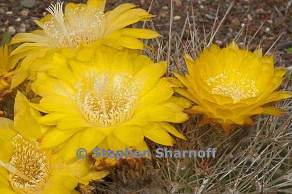 echinopsis bruchii 1 graphic